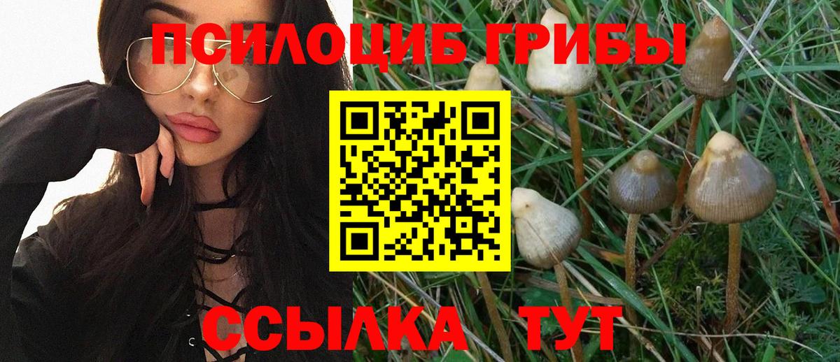 где купить наркотик  Псилоцибиновые грибы Cubensis  Вход с VPN  Кумертау 